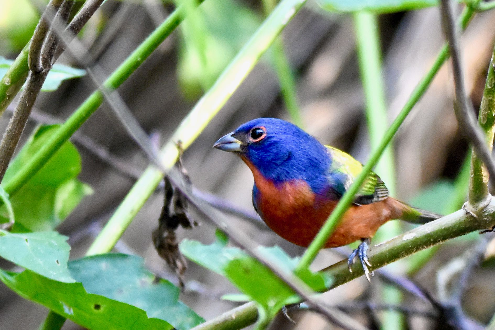 Painted Bunting